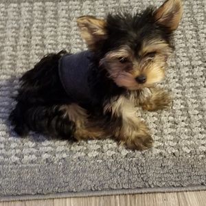 Meet your Posher, Peggy